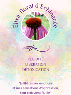 Elixir Floral Echinacée bio et Demeter (20 ml)