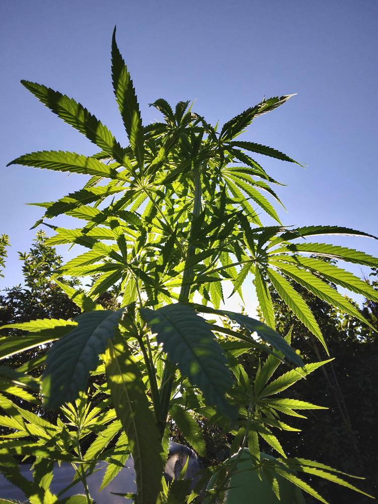 *Noël enchanté ✨ Tisane de Noël - 20G – Image 7