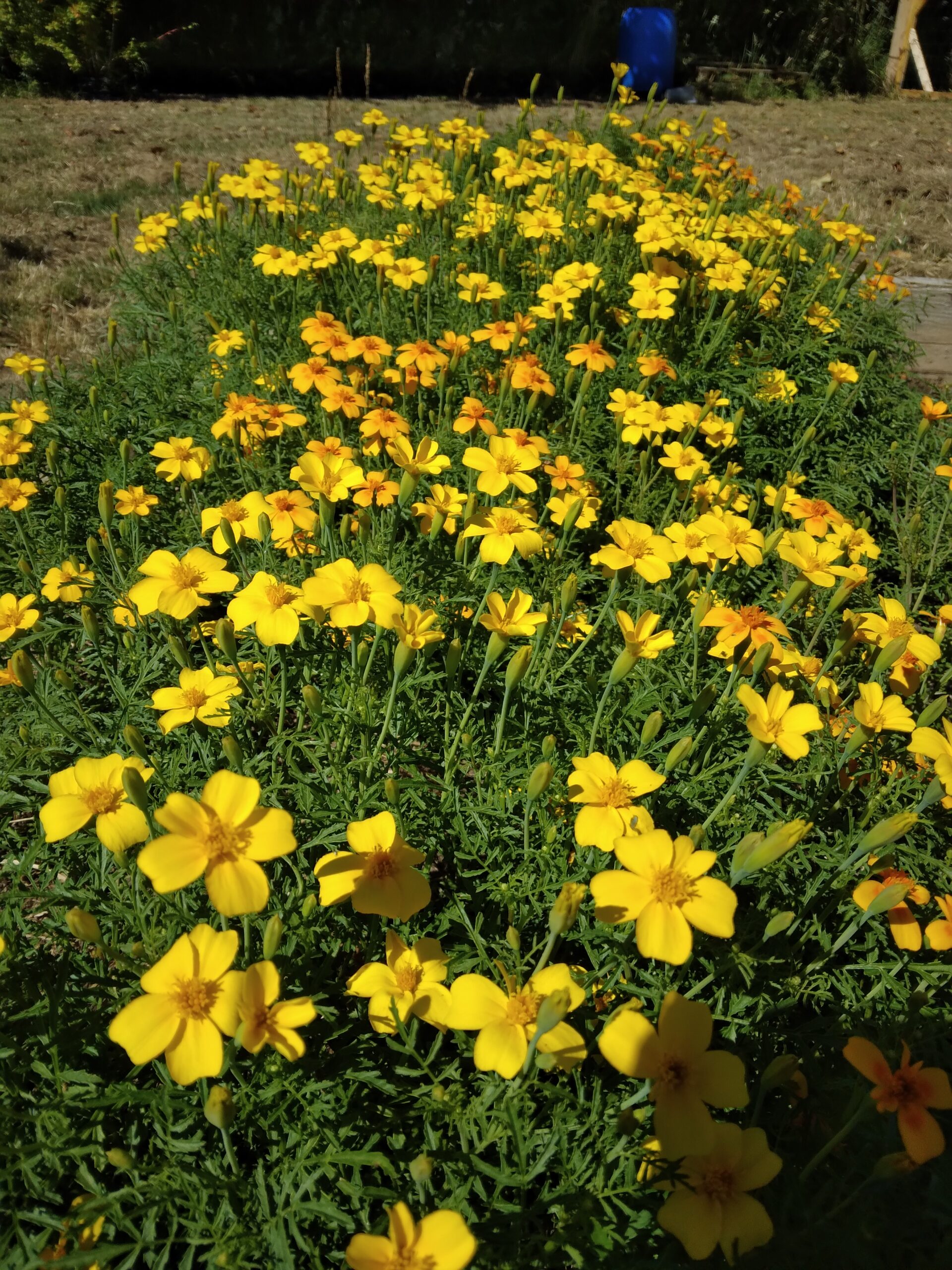 *Noël enchanté ✨ Tisane de Noël - 20G – Image 6