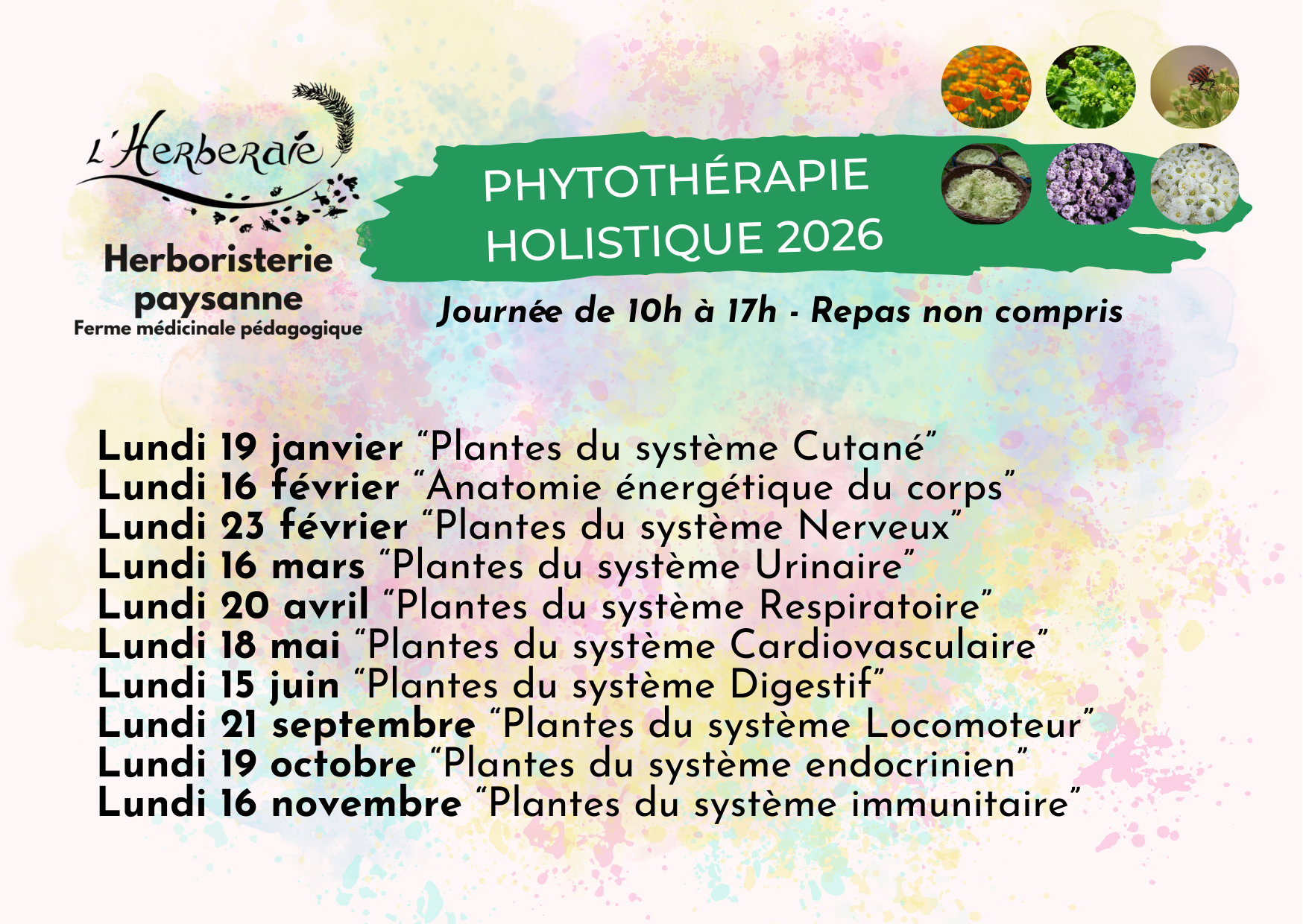 * PHYTOTHÉRAPIE HOLISTIQUE 2026 - Cycle complet en distanciel✨ – Image 4